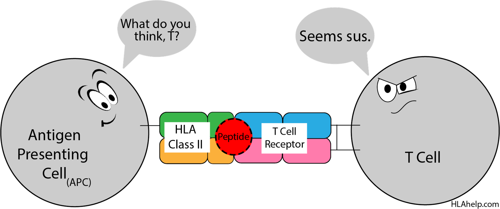 What is HLA’s role in the body? Overview - HLA Help